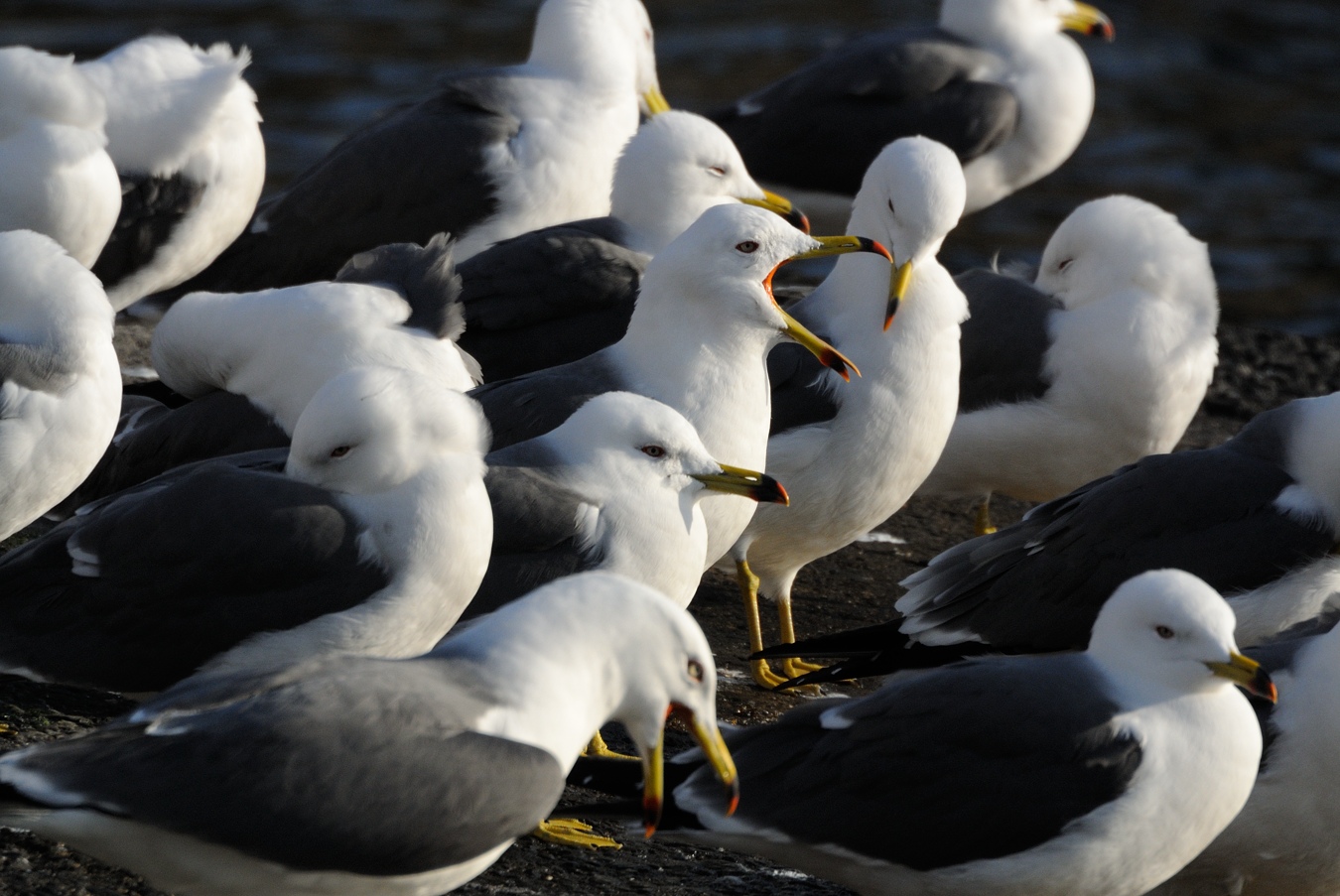 久し振りの鳥ミング♪_c0138991_23381510.jpg