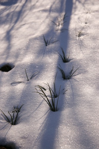 雪の下にはパン～２月の畑_f0106597_22464026.jpg