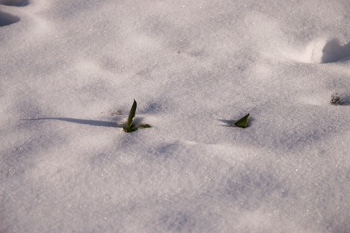 雪の下にはパン~2月の畑_f0106597_2249834.jpg
