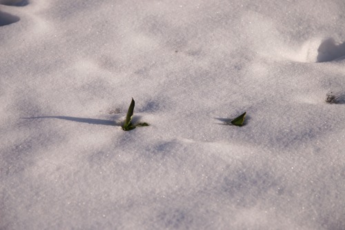 雪の下にはパン～２月の畑_f0106597_2249834.jpg