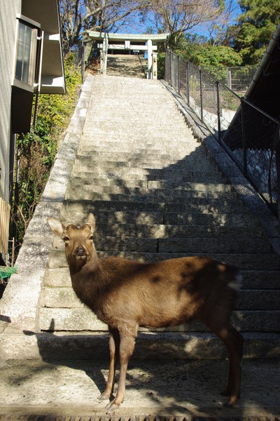 宮島呉備中の旅　その1　宮島_c0056707_1704435.jpg