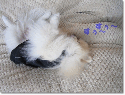 b0167519_10113282.gif