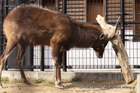 シタツンガ 男のたしなみ_c0188824_2347472.jpg