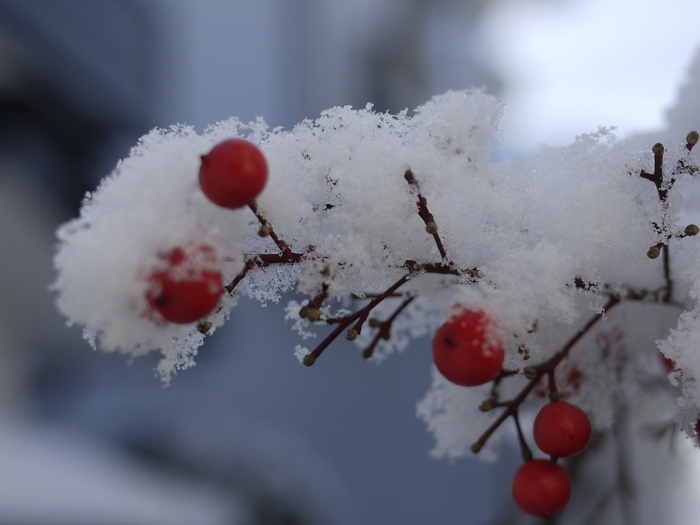 雪と氷　＆　塩の雪だるまと塩スイーツ_e0224637_0505198.jpg