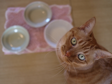 オーカッツフードボウル食器猫 しぇる編。_a0143140_21423555.jpg
