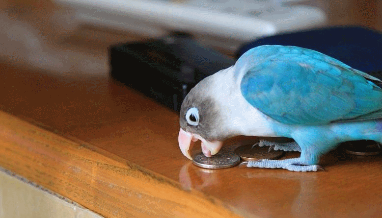 c0145250_1145756.gif