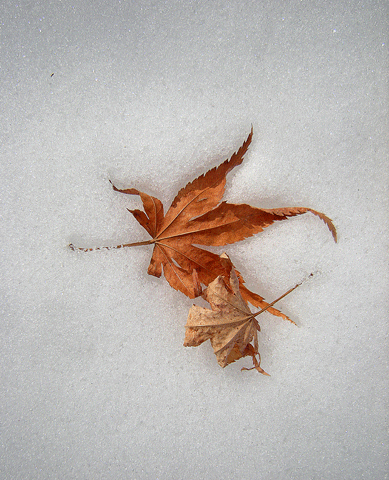 a0001354_20445050.gif