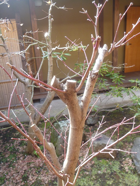 おやっ????_d0230676_1533459.jpg