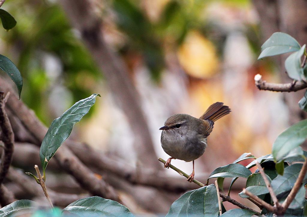 春を告げる鳥　ウグイス_a0206701_2233432.jpg