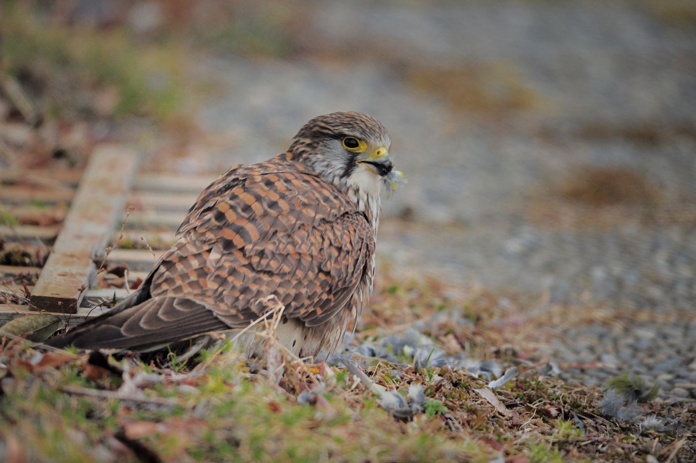 チョウゲンボウの捕食_f0133213_1923725.jpg