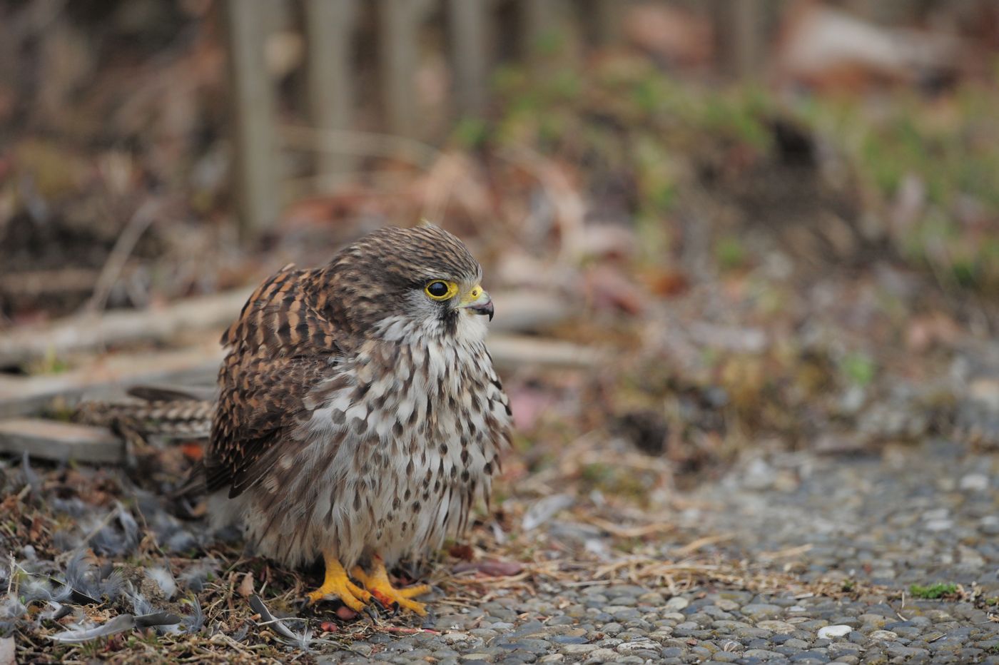 チョウゲンボウの捕食_f0133213_19244123.jpg