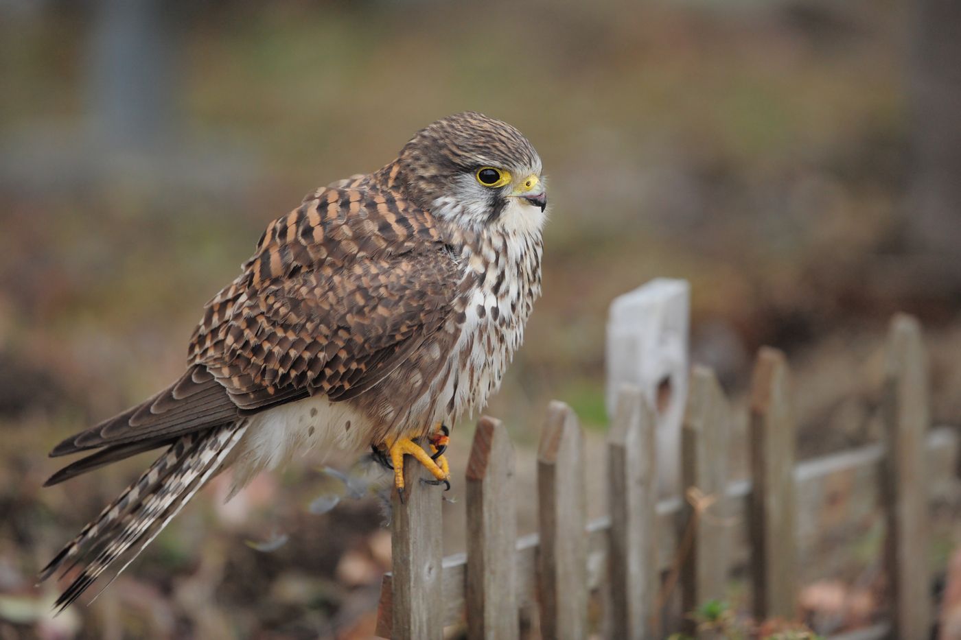 チョウゲンボウの捕食_f0133213_1925691.jpg