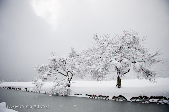 雪の余呉湖・2011_c0007918_19593176.jpg