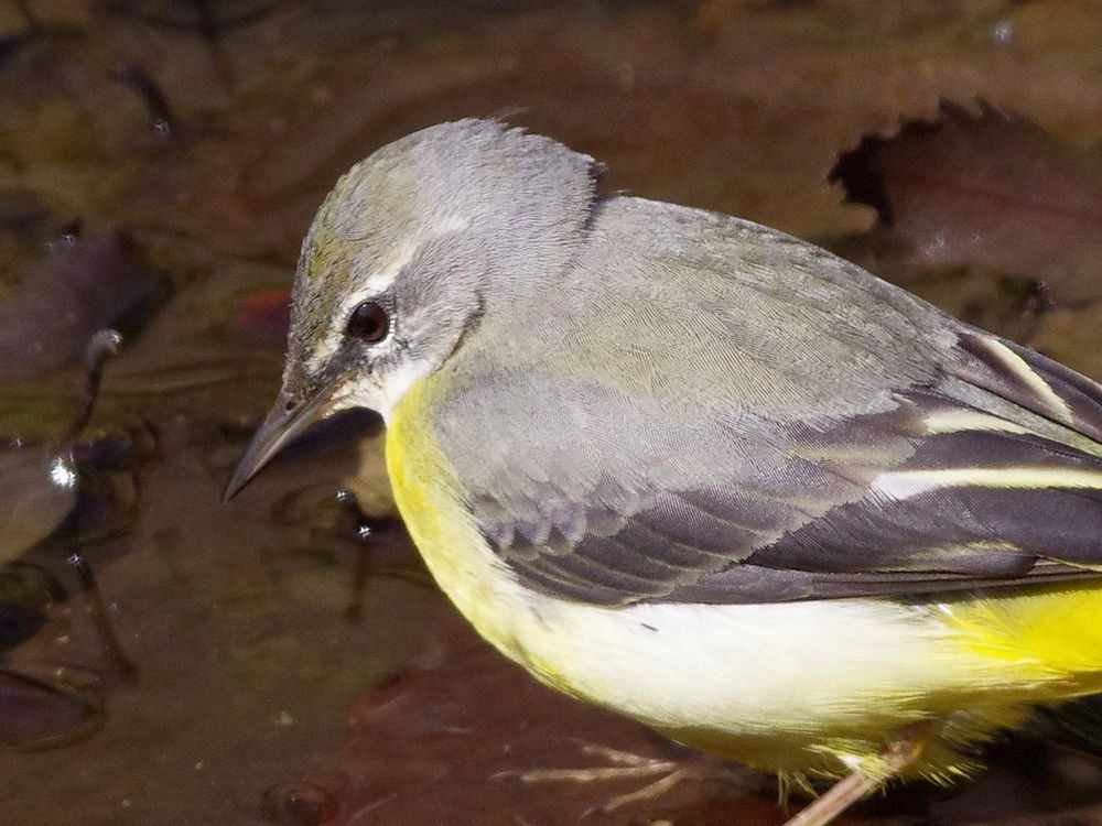 Grey Wagtail：キセキレイポートレイト_a0031821_20222432.jpg