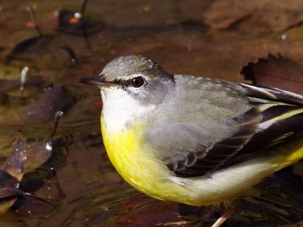 Grey Wagtail：キセキレイポートレイト_a0031821_20224390.jpg