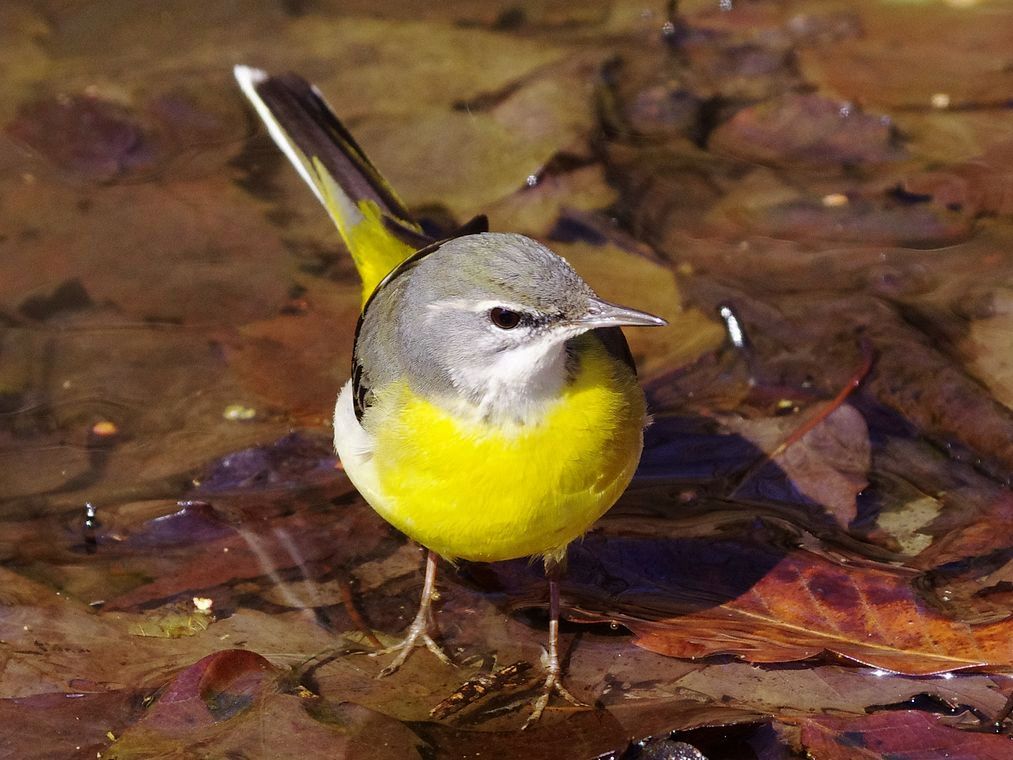 Grey Wagtail：キセキレイポートレイト_a0031821_2022920.jpg
