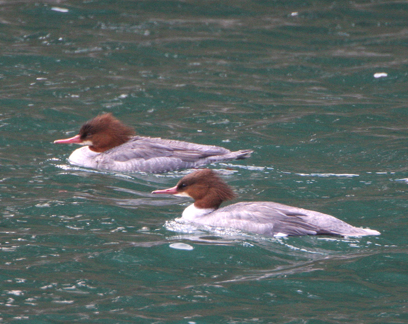 カワアイサ（雌） Mergus merganser_f0161823_161444.jpg