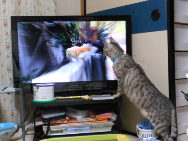 テレビを見るネコ！！♡_b0080635_17563136.jpg