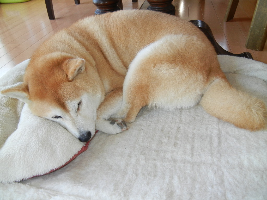 2月17日(金)今日は水彩画三昧!_f0060461_18314616.jpg