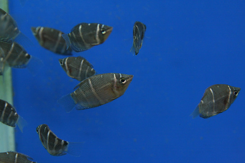 a0162263_20294680.jpg