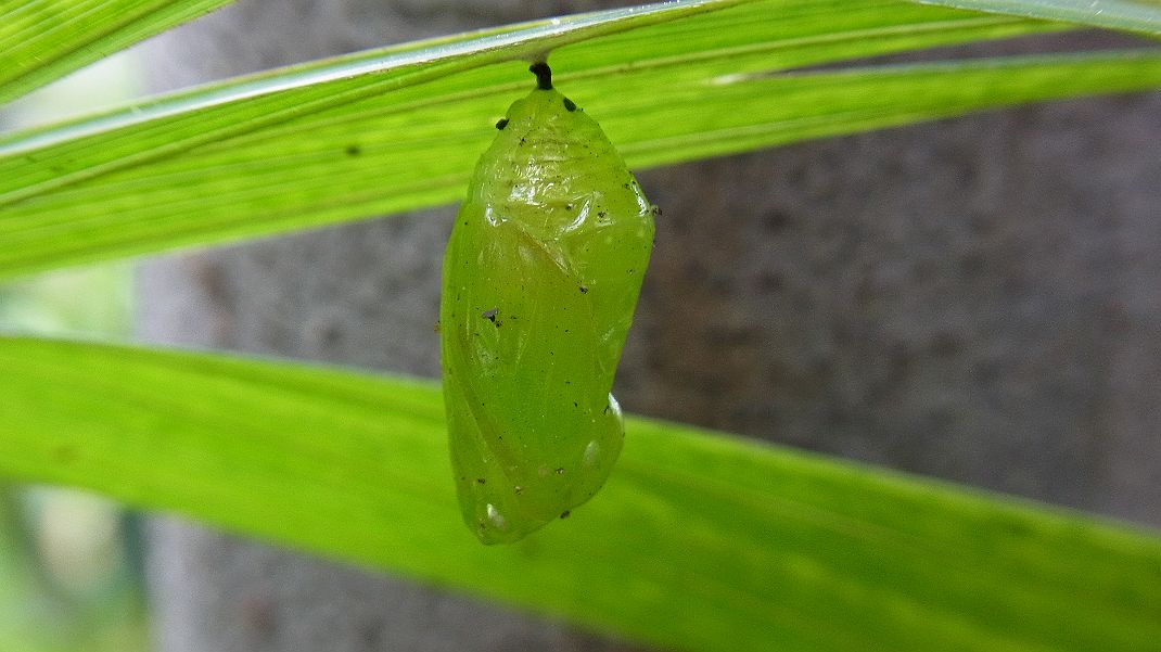 a0152692_18171248.jpg
