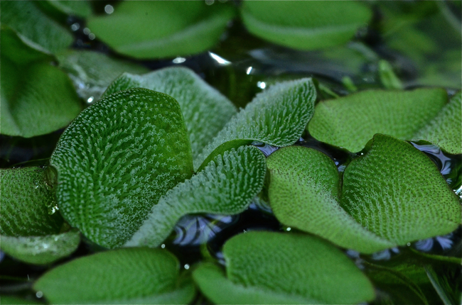 ミニlのグロッソ ビビパラをトリミング 水草水槽 と 写真 と 音楽 ミニlのグロッソ ビビパラをトリミング 水草水槽 と 写真 と 音楽