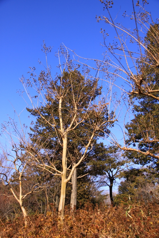 上を見上げると・・・青空_d0248502_103486.jpg