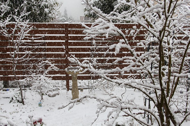 雪が積もった!　クリスマスローズ♪_a0123003_14111773.jpg