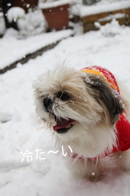 雪が積もった!　クリスマスローズ♪_a0123003_1426355.jpg