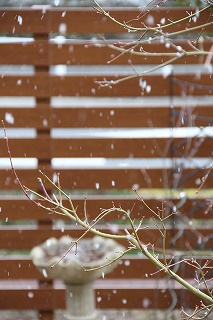 雪が積もった!　クリスマスローズ♪_a0123003_1485915.jpg