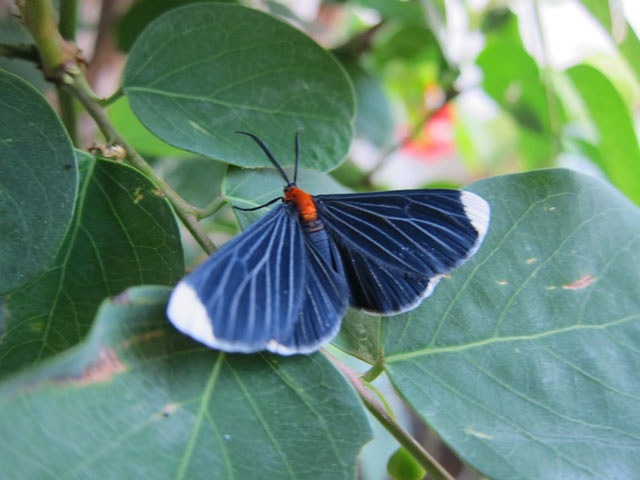 蛾 の割にはきれいでびっくり 昆虫ブログ むし探検広場 蛾 の割にはきれいでびっくり 昆虫ブログ むし探検広場