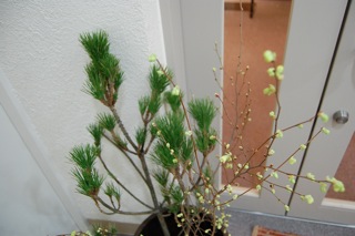 今日も花あそびの一日でした。_a0112812_22265399.jpg