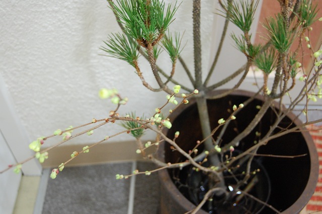 今日も花あそびの一日でした。_a0112812_22274963.jpg