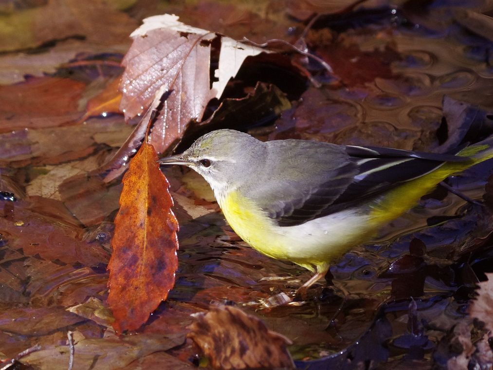 Grey Wagtail：葉隠れ？キセキレイ（黄鶺鴒）♪_a0031821_14174430.jpg