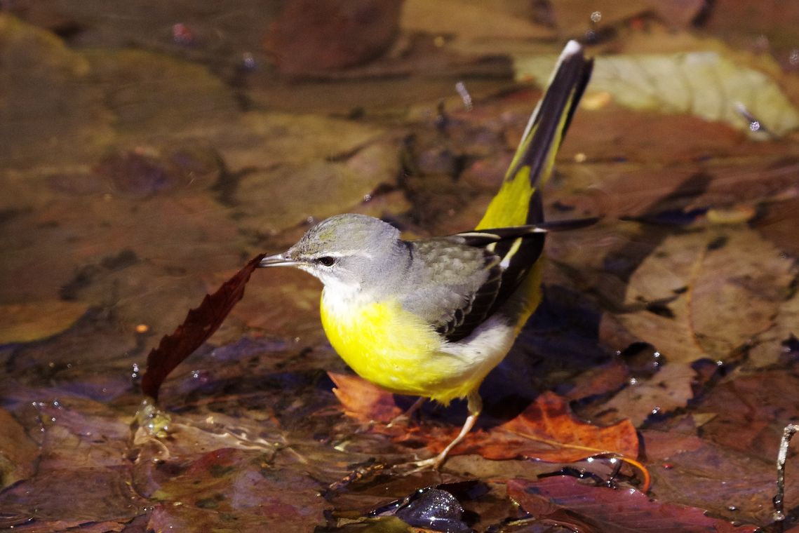 Grey Wagtail：葉隠れ？キセキレイ（黄鶺鴒）♪_a0031821_14184854.jpg