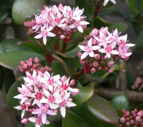 カネノナルキ(金のなる木）の花　かわいらしいピンク_f0029921_217372.jpg