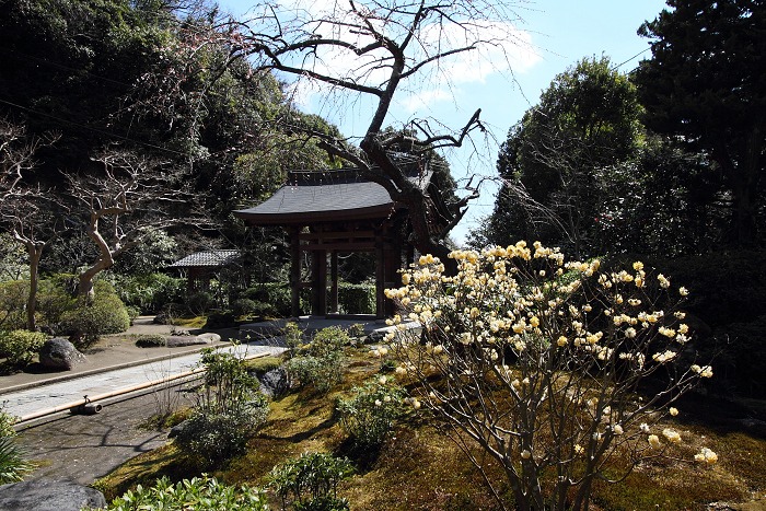 鎌倉散歩　#20 －春光のお寺巡り（海蔵寺、宝戒寺、建長寺）－_b0169330_1241939.jpg