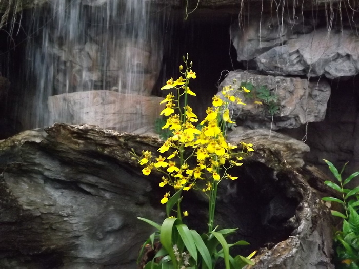 植物園～熱帯ドームにて憩う_a0220537_22241233.jpg