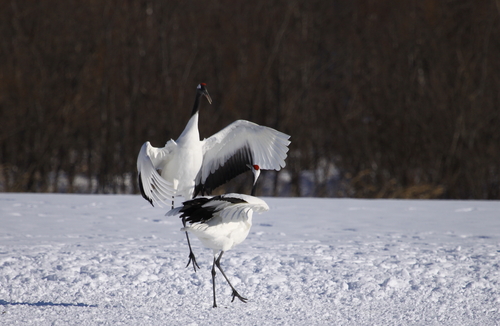 Shall We Dance? 2月18日_f0113639_17522564.jpg