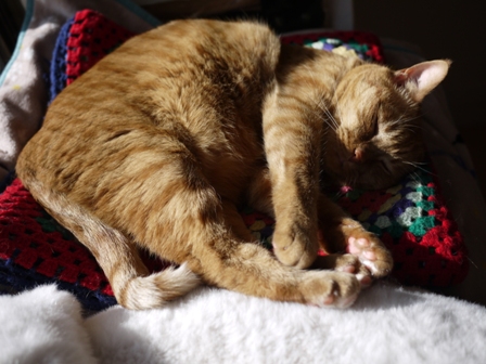 ぺしこん猫 しぇる編。_a0143140_23391987.jpg