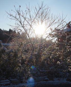 　　　　雪　の　朝　_b0119150_845583.jpg