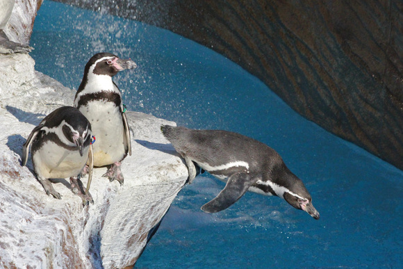 新ペンギン舎open その2 動物園ありマス 新ペンギン舎open その2 動物園ありマス