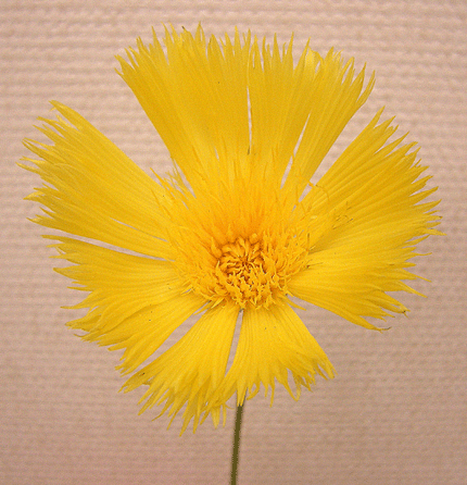 2月17日 イエローサルタン 花ねこ日記
