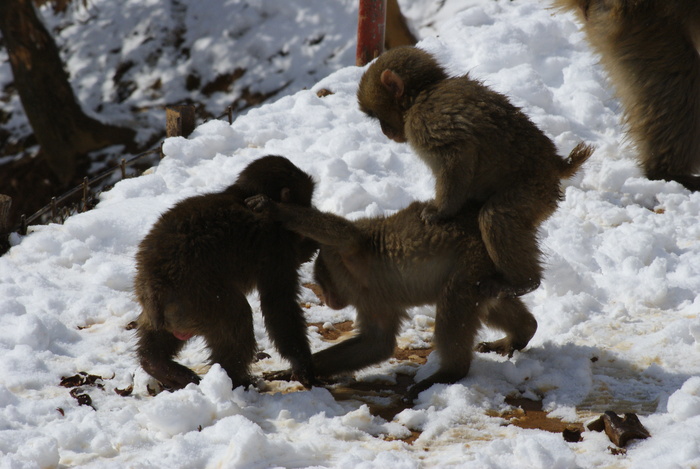 雪の京都は嵐山モンキーパークいわたやまへＧＯ！_b0063958_2236385.jpg