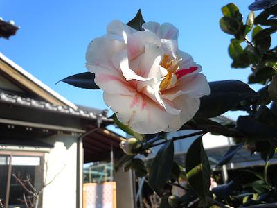 本日の花　椿_c0033858_21463953.jpg