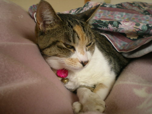 2012年2月18日(土)雪景色だよ~!_f0060461_10295919.jpg