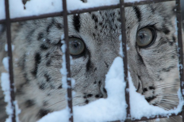 雪とユキヒョウ_a0188771_051495.jpg