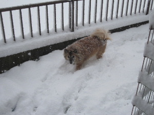 雪が積もった♪_f0005081_2032398.jpg