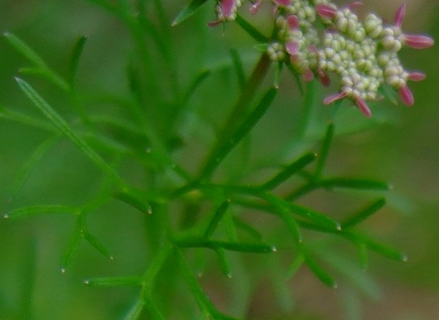 花かわゆし、香り強し　、コリアンダー_c0067690_21372140.jpg