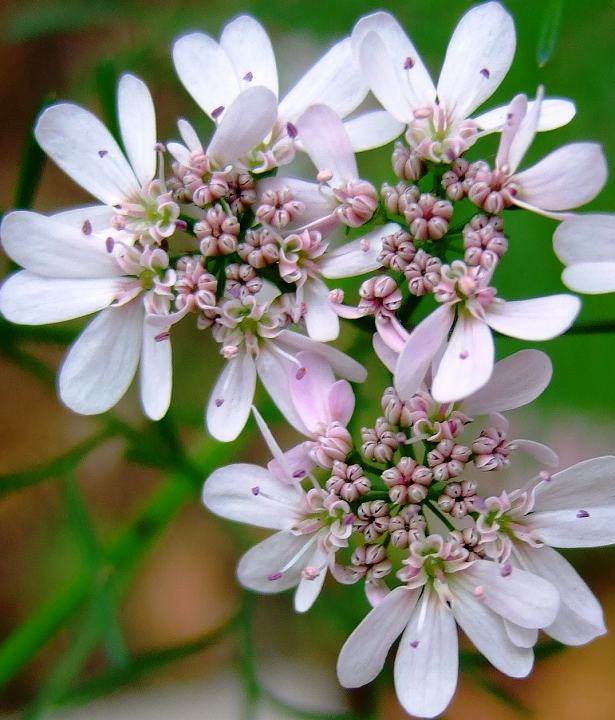 花かわゆし、香り強し　、コリアンダー_c0067690_21374284.jpg